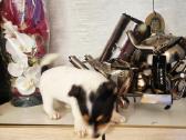 Jack russel mix/2mėn. - nuotraukos Nr. 8