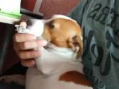 Jack russel mix/2mėn. - nuotraukos Nr. 11