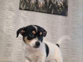 Jack russel mx/2 mėn. - nuotraukos Nr. 3