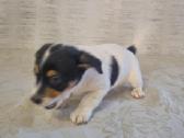 Jack russel mx/2 mėn. - nuotraukos Nr. 4