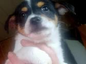 Jack russel mx/2 mėn. - nuotraukos Nr. 7