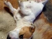Jack russel mx/2 mėn. - nuotraukos Nr. 9