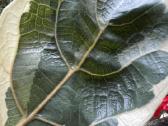 Ficus lyrata variegata - nuotraukos Nr. 2