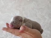 American bully pocket - nuotraukos Nr. 2