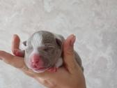 American bully pocket - nuotraukos Nr. 3