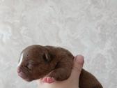 American bully pocket - nuotraukos Nr. 4