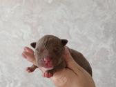 American bully pocket - nuotraukos Nr. 5