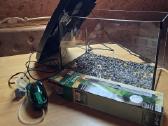 22l Akvariumas + Šildytuvas ir "Burbuliatorius" - nuotraukos Nr. 4