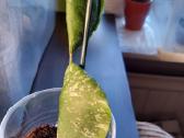 Hoya imbricata - nuotraukos Nr. 2