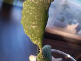 Hoya imbricata - nuotraukos Nr. 4