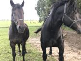 Kumeliukas juodas 450€ - nuotraukos Nr. 3