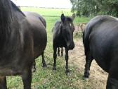 Kumeliukas juodas 450€ - nuotraukos Nr. 4