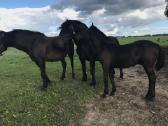 Kumeliukas juodas 450€ - nuotraukos Nr. 5