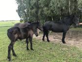 Kumeliukas juodas 450€ - nuotraukos Nr. 6