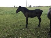 Kumeliukas juodas 450€ - nuotraukos Nr. 8