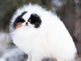 Trispalviai Mergytės Ir Berniukai Pomeraniukai - nuotraukos Nr. 6