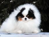 Trispalviai Mergytės Ir Berniukai Pomeraniukai - nuotraukos Nr. 9