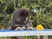 Trispalviai Mergytės Ir Berniukai Pomeraniukai - nuotraukos Nr. 5