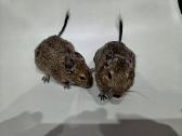 Degu berniukai - nuotraukos Nr. 2