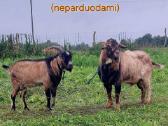Ožkos parduodamos - ožys kergimui - nuotraukos Nr. 7