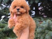 Maltipoo kalytė - nuotraukos Nr. 2