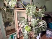 Monstera borsigiana albo variegata - nuotraukos Nr. 4
