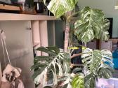 Monstera borsigiana albo variegata - nuotraukos Nr. 5