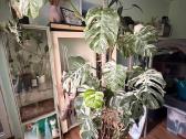 Monstera borsigiana albo variegata - nuotraukos Nr. 6