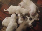 Vidurines azijos - nuotraukos Nr. 2
