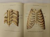 Atlas of Human Anatomy - Sinelnikov - nuotraukos Nr. 4