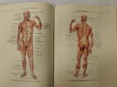 Atlas of Human Anatomy - Sinelnikov - nuotraukos Nr. 5