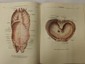 Atlas of Human Anatomy - Sinelnikov - nuotraukos Nr. 7