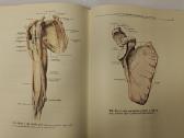 Atlas of Human Anatomy - Sinelnikov - nuotraukos Nr. 8