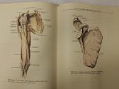 Atlas of Human Anatomy - Sinelnikov - nuotraukos Nr. 9