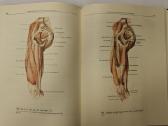 Atlas of Human Anatomy - Sinelnikov - nuotraukos Nr. 10