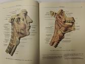 Atlas of Human Anatomy - Sinelnikov - nuotraukos Nr. 11