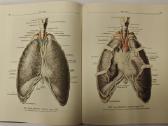 Atlas of Human Anatomy - Sinelnikov - nuotraukos Nr. 12