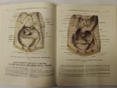 Atlas of Human Anatomy - Sinelnikov - nuotraukos Nr. 13