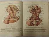 Atlas of Human Anatomy - Sinelnikov - nuotraukos Nr. 14
