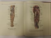 Atlas of Human Anatomy - Sinelnikov - nuotraukos Nr. 15