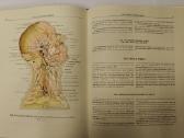 Atlas of Human Anatomy - Sinelnikov - nuotraukos Nr. 16
