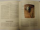 Atlas of Human Anatomy - Sinelnikov - nuotraukos Nr. 17