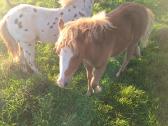 Parduodu poni arkliukus - nuotraukos Nr. 5