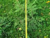 Vietinės tujos Brabant ir Smaragd 50-160 cm - nuotraukos Nr. 7