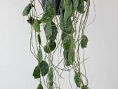 Hoya imbricata - nuotraukos Nr. 5
