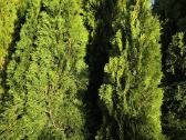Pasipildėm/išparduodam Smaragd tujos 0,70-2,20 m. - nuotraukos Nr. 7