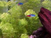 Parduodamas 40 litrų akvariumas - nuotraukos Nr. 2