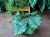 Calathea orbifolia - nuotraukos Nr. 2