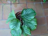 Calathea orbifolia - nuotraukos Nr. 3
