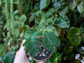 Tamarindus indica - nuotraukos Nr. 2